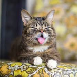 lil bub fans