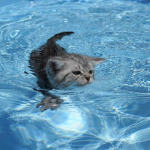costal kats!!