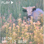 Holy cow