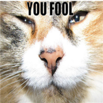 Funny cat meme! Roblox decal