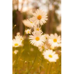 [ daisy boutique ]