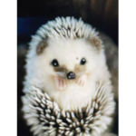 ~Hedgehog army~