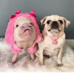 pigs and pugs for life <3