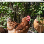 Chicken people of Roblox
