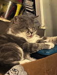 cat works