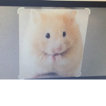 Hamster94112 Group’s .