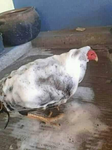 uncompressed fury of a raging chicken