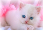 CATS CATS CATS CATS CATS WE LOVE CATS