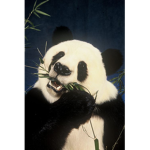 Adri Panda Fans