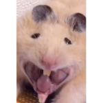 Rat girls