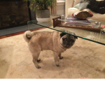 Captain The Dog