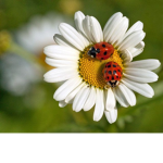 ChrisyBugs
