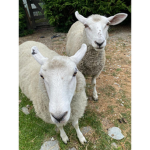 Sheep shod