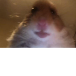 Hamster Studios.