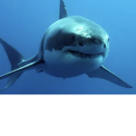 Shark55938 fan club