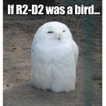 the star wars owls