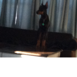 Doggy king