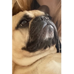 -Dogs are special animals-