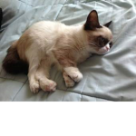 grump cat fans