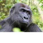 gorilla people1199