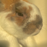 Cocoá