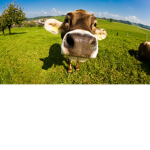 :)I love cows