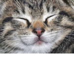 ｈａｐｐｙｍｅａｌｃａｔｓ
