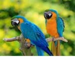Parrot Gamers!