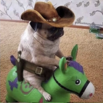 Perritos fans