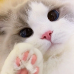 -gatinhos-
