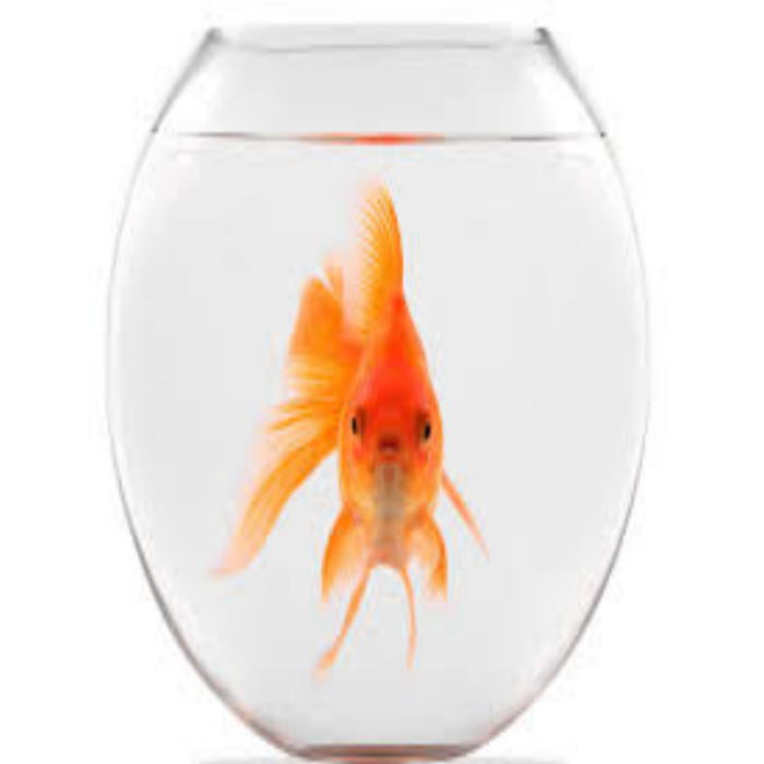 goldfish #10 Roblox decal