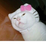 Cats Are Cute UwUz