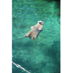 Polar bear‘s