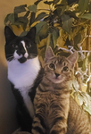 Baby Jeff Jeff and Baby Daisy Fan club