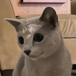 the russian blue