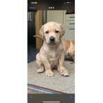 Dog ARMY :) pls donate guys