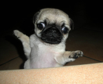 Pug Dude