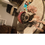 My Crazy Dog