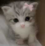 ~The kitties <3