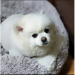 강아지 로키