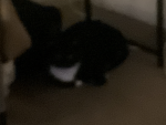 Catarmywelikecatsokplsjoin