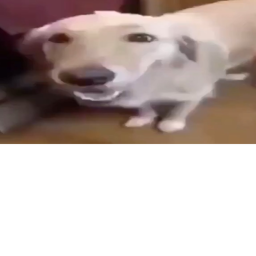 butter dog