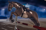 *=.. Wild Mustang ! ..=*