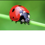 The_Little_Bugs_