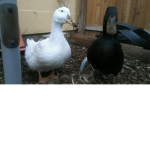 the two chickens