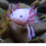 Axolotls_are_nice