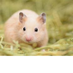 Hamsters United...