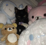 ilovecats !!