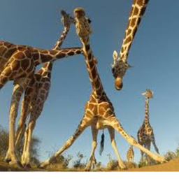 Los Animales