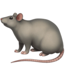 Rat